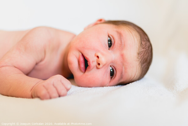 Face portrait of a newborn baby, calm and relaxed. Picture Board by Joaquin Corbalan