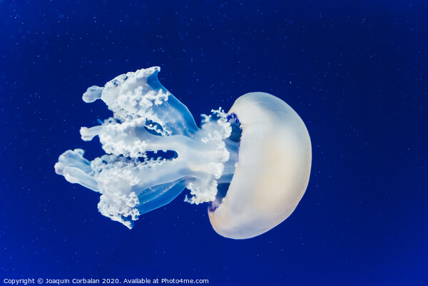 Jellyfish floating and flowing transparently in a fishbowl. Picture Board by Joaquin Corbalan