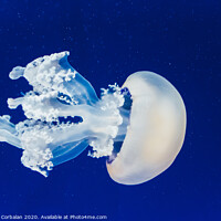 Buy canvas prints of Jellyfish floating and flowing transparently in a fishbowl. by Joaquin Corbalan