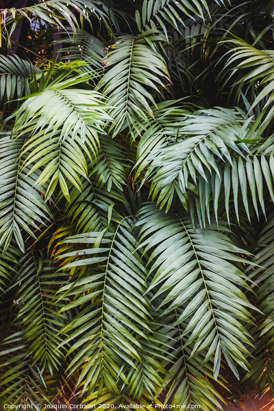 Vertical image of a lush forest with broad green palm leaves, natural background. Picture Board by Joaquin Corbalan