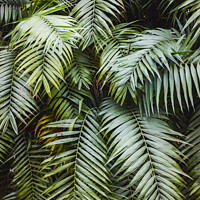 Buy canvas prints of Vertical image of a lush forest with broad green palm leaves, natural background. by Joaquin Corbalan