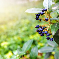 Buy canvas prints of Natural background with autumn purple berries by Joaquin Corbalan
