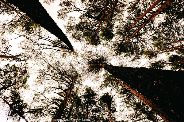 Inspiring image of tall trees seen from below with the sky in the background. Picture Board by Joaquin Corbalan