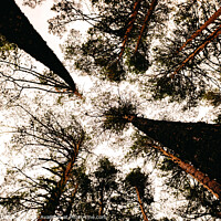 Buy canvas prints of Inspiring image of tall trees seen from below with the sky in the background. by Joaquin Corbalan