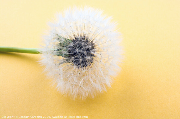 White Dandelion Picture Board by Joaquin Corbalan