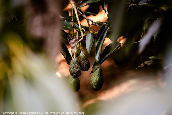 Green fruits of the avocado tree hanging from the branches, dark background. Picture Board by Joaquin Corbalan