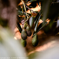 Buy canvas prints of Green fruits of the avocado tree hanging from the branches, dark background. by Joaquin Corbalan