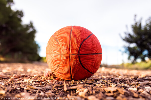 Small basketball ball on the ground of a forest. Picture Board by Joaquin Corbalan