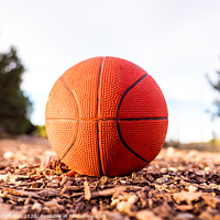 Buy canvas prints of Small basketball ball on the ground of a forest. by Joaquin Corbalan