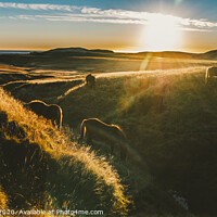 Buy canvas prints of Authentic wild Icelandic horses in nature riding in golden. by Joaquin Corbalan