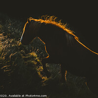 Buy canvas prints of Authentic wild Icelandic horses in nature riding in golden. by Joaquin Corbalan