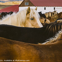 Buy canvas prints of Authentic wild Icelandic horses in nature riding. by Joaquin Corbalan