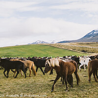 Buy canvas prints of Herd of precious Icelandic horses gathered in a farm. by Joaquin Corbalan