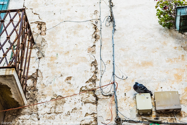 Pigeon perched on the wall of an old abandoned house in an Italian city. Picture Board by Joaquin Corbalan