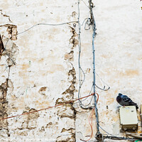 Buy canvas prints of Pigeon perched on the wall of an old abandoned house in an Italian city. by Joaquin Corbalan