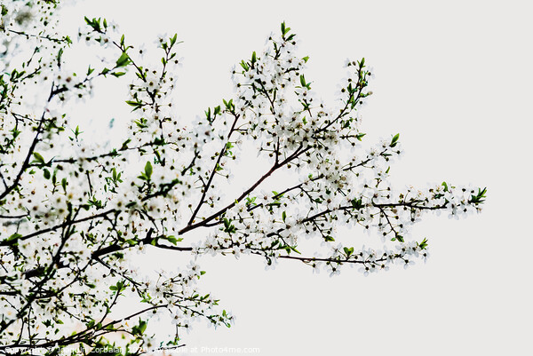 Branches of tree in bloom in spring with cloudy sky background. Picture Board by Joaquin Corbalan