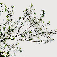 Buy canvas prints of Branches of tree in bloom in spring with cloudy sky background. by Joaquin Corbalan