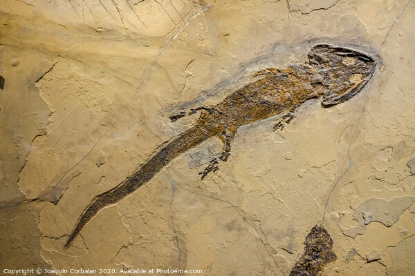 Fossil of an amphibian, sclerocephalus auseris. Picture Board by Joaquin Corbalan