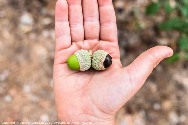 A child holds in his hand some oak acorns that begin to ripen with the arrival of autumn. Picture Board by Joaquin Corbalan