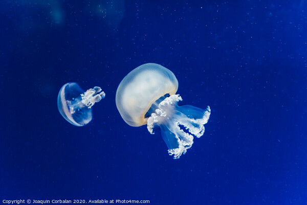 Marine creatures, Medusozoa, jellyfish with jelly-like body and bell shape. Picture Board by Joaquin Corbalan