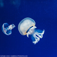 Buy canvas prints of Marine creatures, Medusozoa, jellyfish with jelly-like body and bell shape. by Joaquin Corbalan