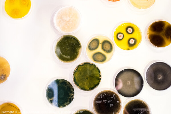 Culture of bacteria in petri dish Picture Board by Joaquin Corbalan