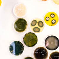 Buy canvas prints of Culture of bacteria in petri dish by Joaquin Corbalan