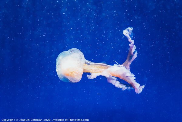 Beautiful translucent white jellyfish floating in the water with blue background, marine concept. Picture Board by Joaquin Corbalan