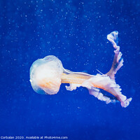 Buy canvas prints of Beautiful translucent white jellyfish floating in the water with blue background, marine concept. by Joaquin Corbalan