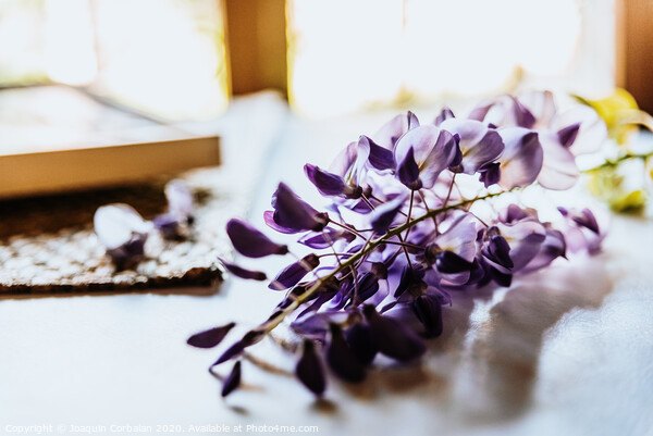 Beautiful blue and lilac spring flowers on a white table with fabrics. Picture Board by Joaquin Corbalan