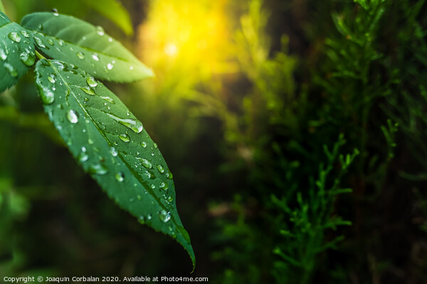 Background with green leaves and detail of dew drops at sunset with copy space. Picture Board by Joaquin Corbalan
