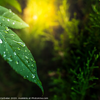Buy canvas prints of Background with green leaves and detail of dew drops at sunset with copy space. by Joaquin Corbalan