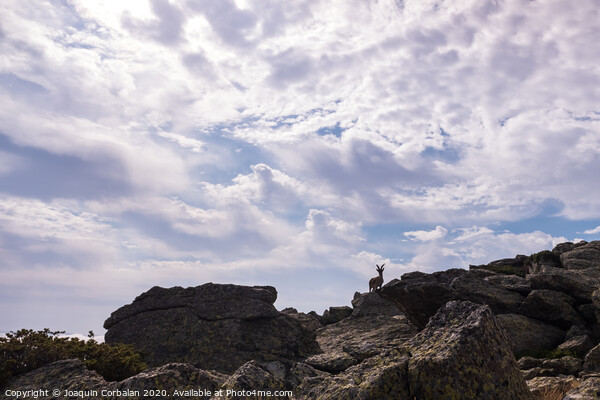 Goat silhouette, ibex pyrenaica, on top of a rocky cliff. Picture Board by Joaquin Corbalan