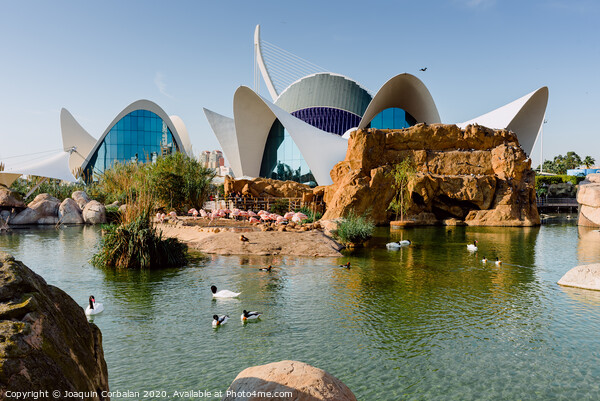  Main building of the oceanografic aquarium reflected in a lake. Picture Board by Joaquin Corbalan