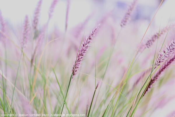 Plumes of delicate grass Pennisetum advena rubrum of pink tones for feminine minimalist background. Picture Board by Joaquin Corbalan