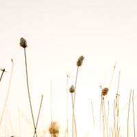 Buy canvas prints of Sprigs of dried plants in summer, nature background. by Joaquin Corbalan