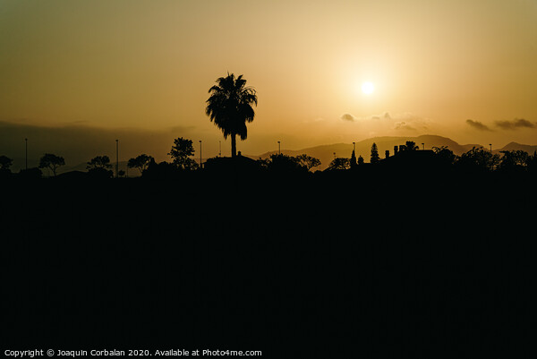 Silhouette of a city landscape deserting with a palm tree against the sun at sunset on a dark background, concept of global climate warming. Picture Board by Joaquin Corbalan