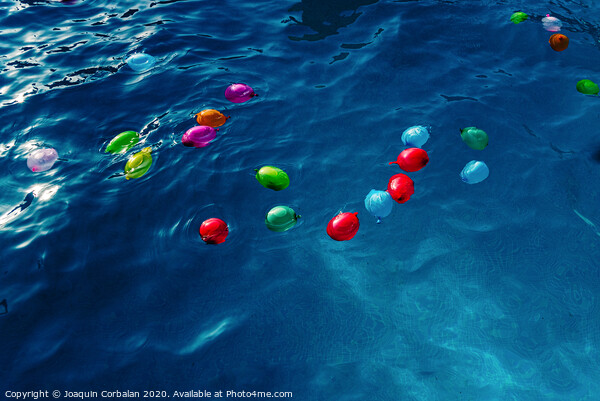 Colorful plastic water balloons floating in a pool to play on vacation to cool off. Picture Board by Joaquin Corbalan