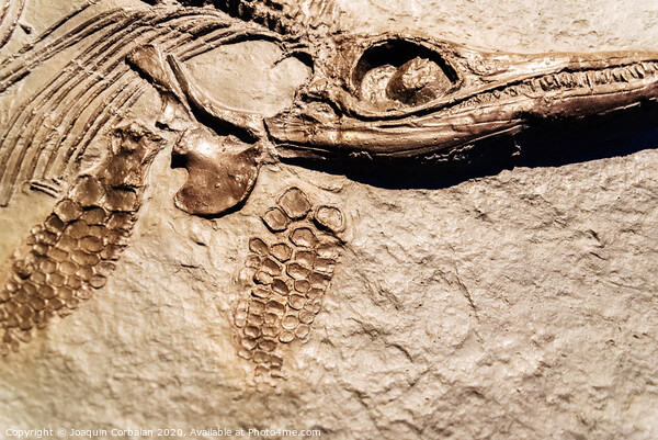 Detail of a fossil Ichthyosaurus. Picture Board by Joaquin Corbalan