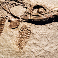 Buy canvas prints of Detail of a fossil Ichthyosaurus. by Joaquin Corbalan