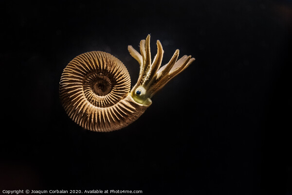 Reconstruction of an Ammonites Dactylioceras commune Picture Board by Joaquin Corbalan