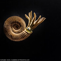 Buy canvas prints of Reconstruction of an Ammonites Dactylioceras commune by Joaquin Corbalan