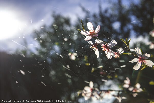 Almond trees bloom with the arrival of spring, soft background image of feminine colors. Picture Board by Joaquin Corbalan