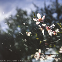 Buy canvas prints of Almond trees bloom with the arrival of spring, soft background image of feminine colors. by Joaquin Corbalan