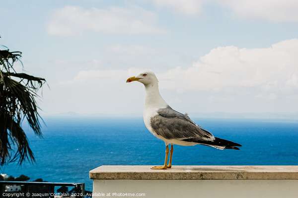 Seagull posing for the photographer with the background of the blue mediterranean sea. Picture Board by Joaquin Corbalan