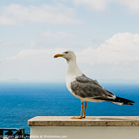 Buy canvas prints of Seagull posing for the photographer with the background of the blue mediterranean sea. by Joaquin Corbalan