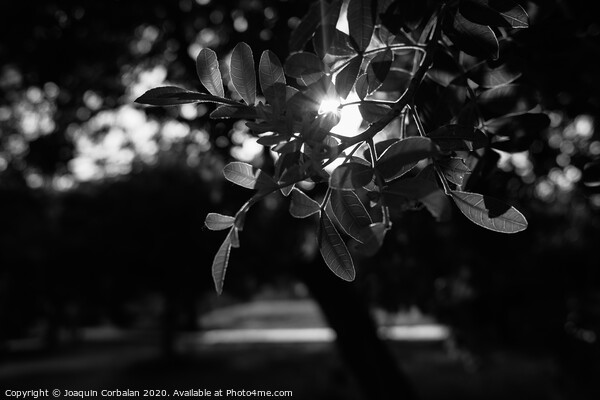 Sunset between the green leaves of some trees in the forest, natural background with sunflares, photo in black and white. Picture Board by Joaquin Corbalan