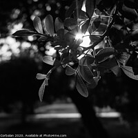 Buy canvas prints of Sunset between the green leaves of some trees in the forest, natural background with sunflares, photo in black and white. by Joaquin Corbalan