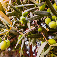 Buy canvas prints of Olive branches full of the fruit of the tree. by Joaquin Corbalan