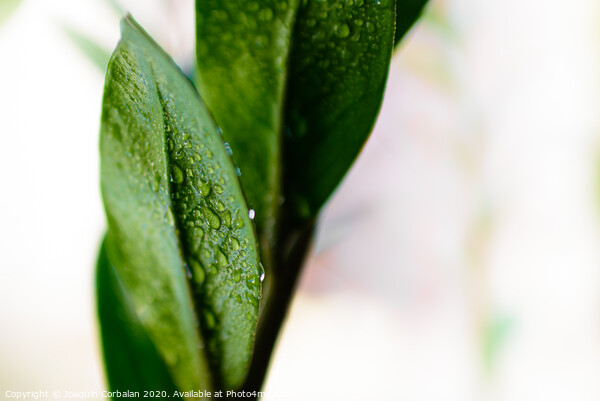 Macro detail of a few refreshing drops of water on the green leaves of a houseplant. Picture Board by Joaquin Corbalan